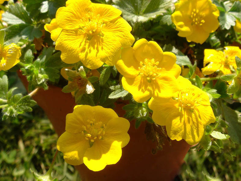Potentilla aurea photo
